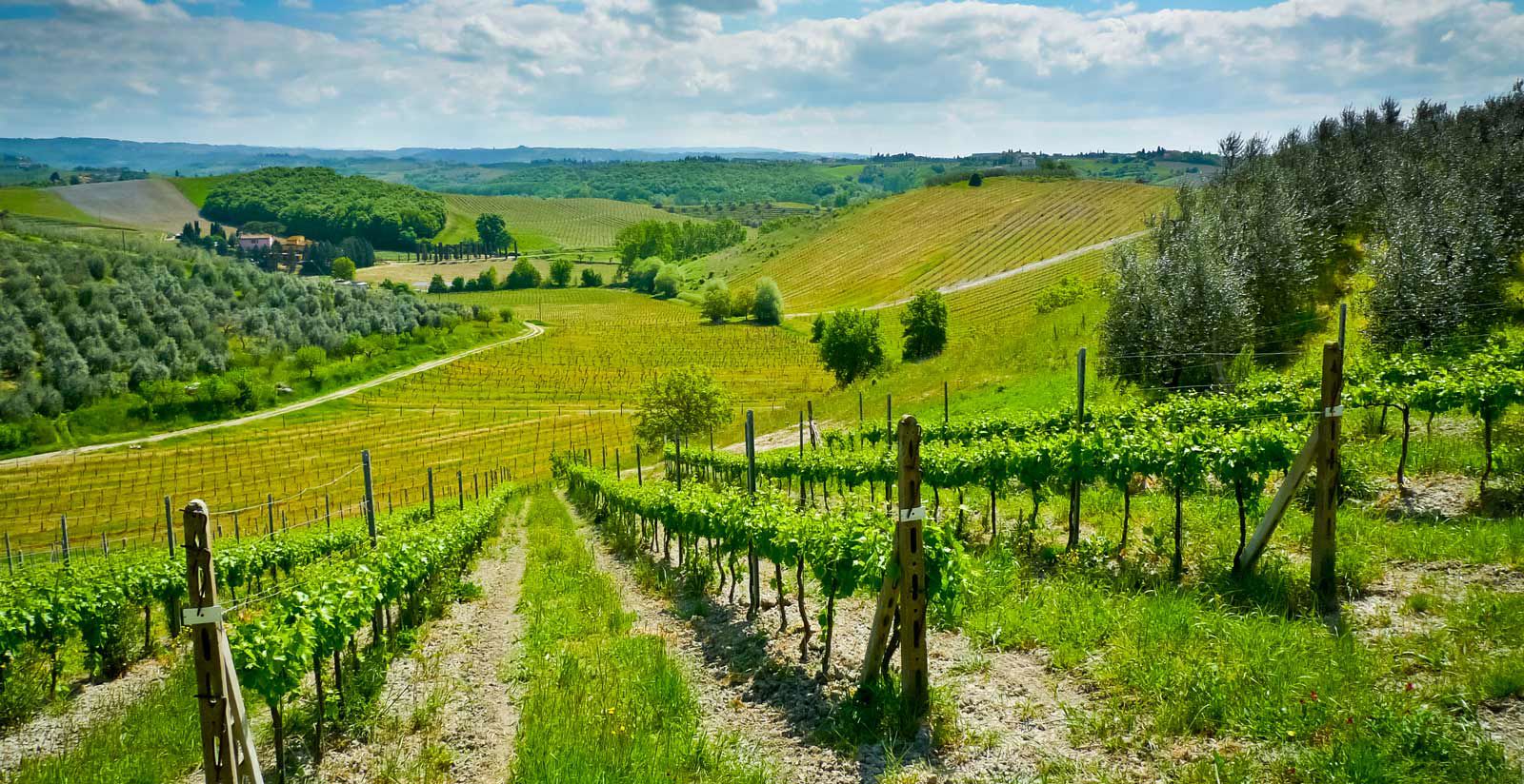 Vineyards in the hills of Tuscany