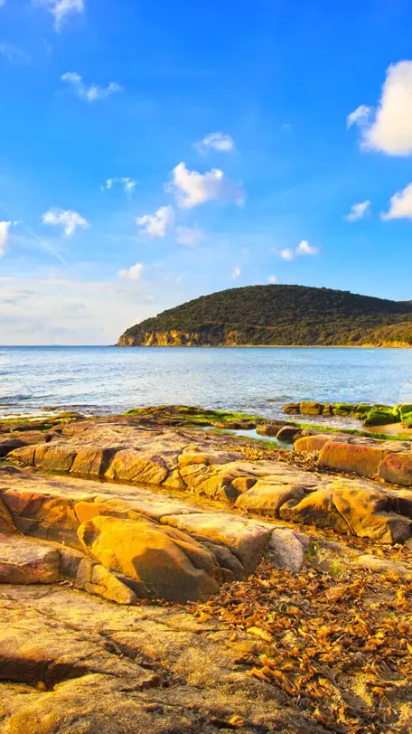 The Maremma coast with a bay and Mediterranean scrub